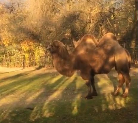 prague zoo camels